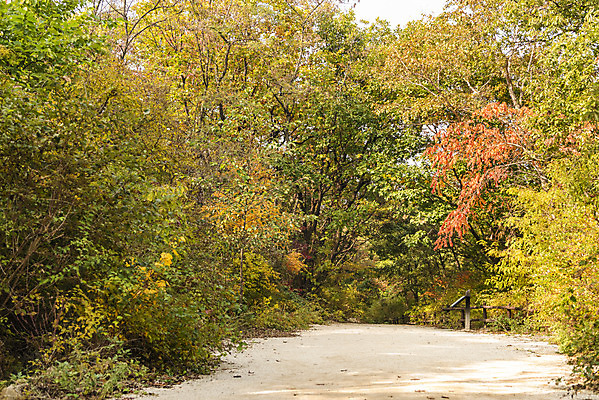 포토 JPG 주간 나무 길 단풍 낙엽 자연 단풍나무 풍경 사람없음 야외 가을 숲 북한산 둘레길 국내포토 자연요소 식물 계절 잎 산 생태계 파일형식 고양