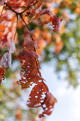 포토 JPG 주간 나무 단풍 낙엽 자연 단풍나무 풍경 근접촬영 사람없음 야외 가을 북한산 둘레길 국내포토 자연요소 식물 계절 길 뷰포인트 잎 산 생태계 파일형식 고양