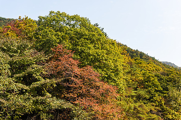 포토 JPG 주간 구름 단풍 낙엽 자연 하늘 단풍나무 산 풍경 사람없음 야외 가을 돌_바위 바위 북한산 둘레길 국내포토 자연요소 나무 계절 길 잎 생태계 파일형식 고양