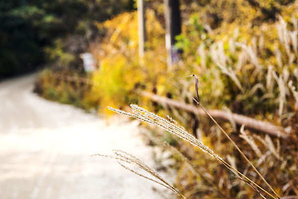 포토 JPG 주간 길 단풍 낙엽 자연 단풍나무 갈대 풍경 사람없음 야외 가을 숲 북한산 둘레길 국내포토 자연요소 나무 식물 계절 잎 산 생태계 파일형식 고양