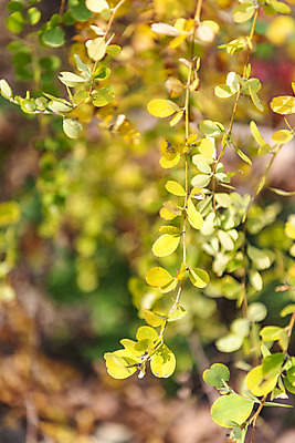 포토 JPG 주간 나무 식물 길 단풍 낙엽 잎 자연 단풍나무 풍경 근접촬영 사람없음 야외 가을 숲 북한산 둘레길 국내포토 자연요소 계절 뷰포인트 산 생태계 파일형식 고양