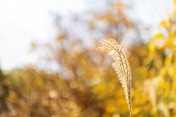 포토 JPG 주간 길 단풍 낙엽 자연 갈대 풍경 근접촬영 사람없음 야외 아웃포커스 가을 숲 북한산 둘레길 국내포토 자연요소 식물 계절 뷰포인트 잎 산 촬영기법 생태계 파일형식 고양
