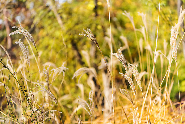 포토 JPG 주간 길 단풍 낙엽 자연 갈대 풍경 사람없음 야외 가을 숲 북한산 둘레길 국내포토 자연요소 식물 계절 잎 산 생태계 파일형식 고양