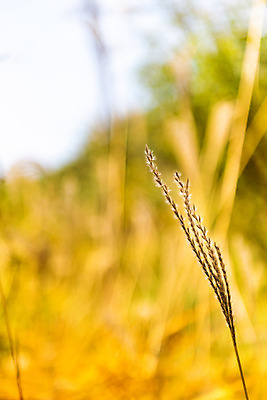 포토 JPG 주간 길 단풍 낙엽 자연 갈대 풍경 근접촬영 사람없음 야외 아웃포커스 가을 숲 북한산 둘레길 국내포토 자연요소 식물 계절 뷰포인트 잎 산 촬영기법 생태계 파일형식 고양