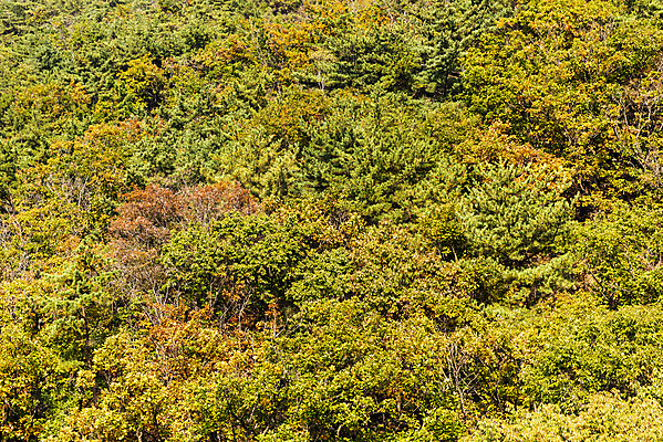 포토 JPG 주간 단풍 낙엽 자연 단풍나무 산 풍경 사람없음 야외 가을 바위 북한산 둘레길 국내포토 자연요소 나무 계절 길 잎 돌_바위 생태계 파일형식 고양
