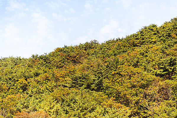 포토 JPG 주간 구름 단풍 낙엽 자연 하늘 단풍나무 산 풍경 사람없음 야외 가을 돌_바위 바위 북한산 둘레길 국내포토 자연요소 나무 계절 길 잎 생태계 파일형식 고양