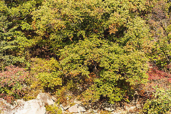 포토 JPG 주간 단풍 낙엽 자연 단풍나무 산 풍경 사람없음 야외 가을 돌_바위 바위 북한산 둘레길 국내포토 자연요소 나무 계절 길 잎 생태계 파일형식 고양