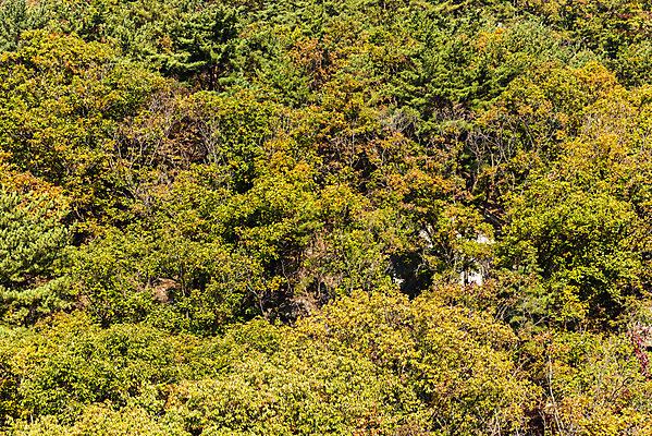 포토 JPG 주간 단풍 낙엽 자연 단풍나무 산 풍경 사람없음 야외 가을 돌_바위 바위 북한산 둘레길 국내포토 자연요소 나무 계절 길 잎 생태계 파일형식 고양