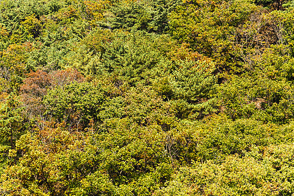 포토 JPG 주간 단풍 낙엽 자연 단풍나무 산 풍경 사람없음 야외 가을 돌_바위 바위 북한산 둘레길 국내포토 자연요소 나무 계절 길 잎 생태계 파일형식 고양