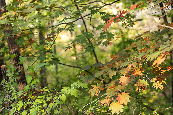 포토 JPG 주간 나무 단풍 낙엽 자연 단풍나무 나뭇잎 풍경 사람없음 야외 가을 북한산 둘레길 국내포토 자연요소 식물 계절 길 잎 산 생태계 파일형식 고양
