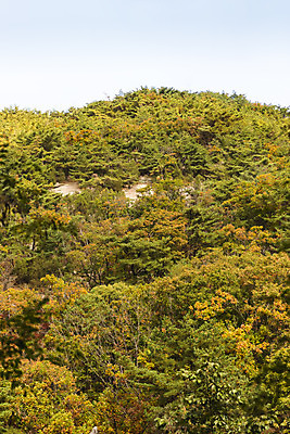 포토 JPG 주간 단풍 낙엽 자연 단풍나무 산 풍경 사람없음 야외 가을 북한산 둘레길 국내포토 자연요소 나무 계절 길 잎 생태계 파일형식 고양
