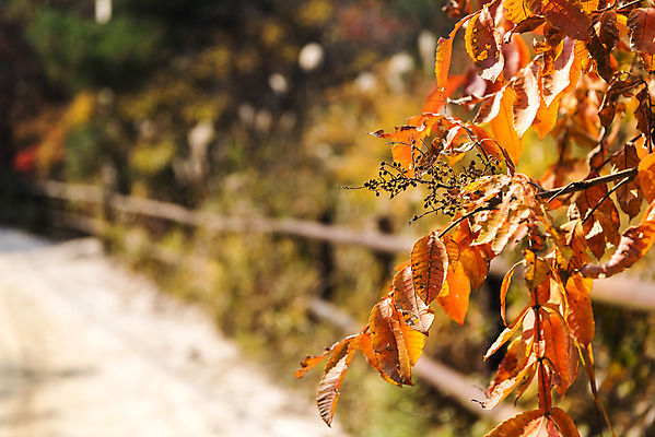 포토 JPG 주간 단풍 낙엽 잎 자연 단풍나무 나뭇잎 풍경 근접촬영 사람없음 야외 아웃포커스 가을 북한산 둘레길 국내포토 자연요소 나무 식물 계절 길 뷰포인트 산 촬영기법 생태계 파일형식 고양