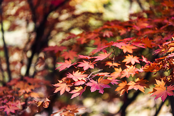 포토 JPG 주간 나무 단풍 낙엽 잎 자연 단풍나무 나뭇잎 풍경 근접촬영 사람없음 야외 가을 북한산 둘레길 국내포토 자연요소 식물 계절 길 뷰포인트 산 생태계 파일형식 고양