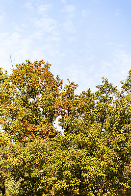 포토 JPG 주간 나무 단풍 낙엽 잎 자연 단풍나무 나뭇잎 풍경 사람없음 야외 가을 북한산 둘레길 국내포토 자연요소 식물 계절 길 산 생태계 파일형식 고양