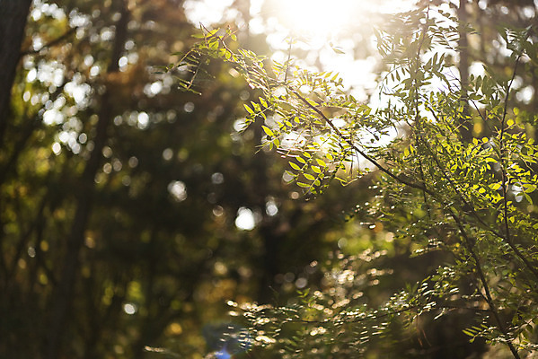 포토 JPG 주간 나무 단풍 낙엽 잎 자연 단풍나무 나뭇잎 풍경 사람없음 야외 햇빛 가을 북한산 둘레길 국내포토 자연요소 식물 계절 길 산 태양 생태계 파일형식 고양