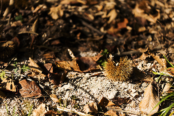 포토 JPG 주간 단풍 낙엽 잎 자연 단풍나무 바닥 풍경 사람없음 야외 가을 밤송이 북한산 둘레길 국내포토 자연요소 나무 식물 계절 길 산 밤_견과류 생태계 파일형식 고양