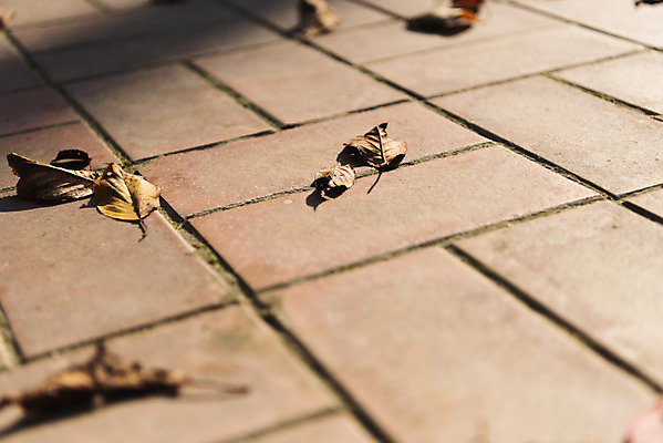 포토 JPG 주간 단풍 낙엽 잎 자연 단풍나무 나뭇잎 바닥 풍경 사람없음 야외 가을 떨어짐 북한산 국내포토 자연요소 나무 식물 계절 컨셉 산 생태계 파일형식 고양