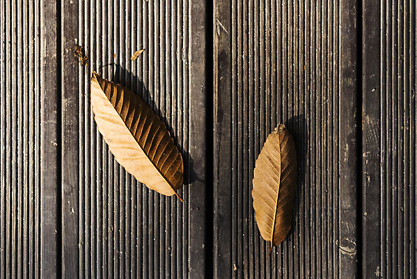 포토 JPG 주간 로우앵글 단풍 낙엽 잎 자연 나뭇잎 바닥 풍경 사람없음 야외 하이앵글 가을 떨어짐 북한산 둘레길 국내포토 자연요소 식물 계절 길 뷰포인트 컨셉 산 생태계 파일형식 고양