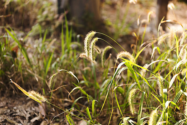 포토 JPG 주간 식물 자연 풍경 사람없음 야외 가을 강아지풀 북한산 둘레길 국내포토 자연요소 계절 길 산 생태계 한해살이풀 파일형식 고양