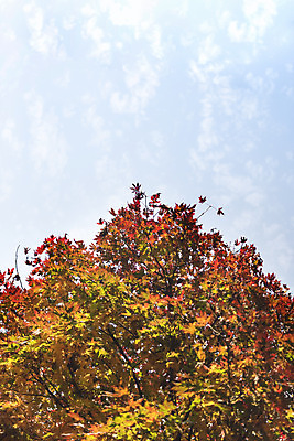 포토 JPG 주간 구름 단풍 낙엽 잎 자연 하늘 단풍나무 나뭇잎 풍경 사람없음 야외 가을 북한산 둘레길 국내포토 자연요소 나무 식물 계절 길 산 생태계 파일형식 고양