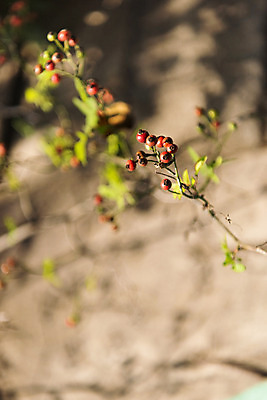포토 JPG 주간 열매 잎 자연 나뭇잎 풍경 근접촬영 사람없음 야외 아웃포커스 담장 가을 북한산 둘레길 국내포토 자연요소 식물 계절 길 뷰포인트 산 촬영기법 생태계 파일형식 고양