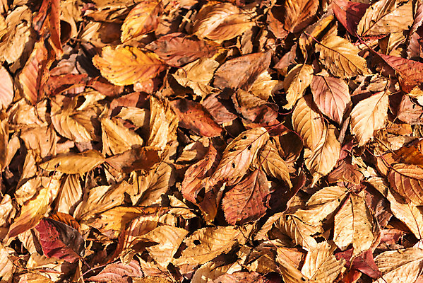 포토 JPG 주간 단풍 낙엽 잎 자연 단풍나무 나뭇잎 바닥 풍경 사람없음 야외 하이앵글 가을 북한산 둘레길 국내포토 자연요소 나무 식물 계절 길 뷰포인트 산 생태계 파일형식 고양