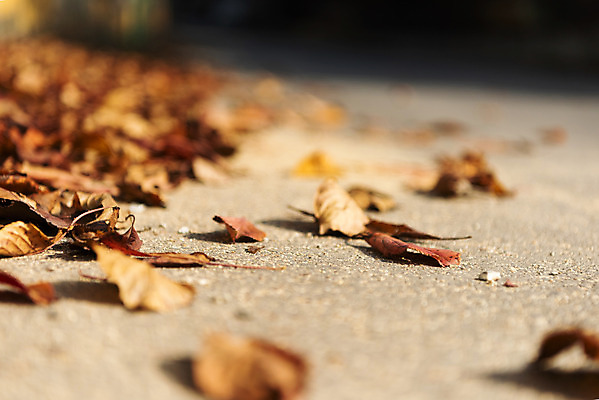포토 JPG 주간 단풍 낙엽 잎 자연 나뭇잎 바닥 풍경 근접촬영 사람없음 야외 가을 떨어짐 북한산 둘레길 국내포토 자연요소 식물 계절 길 뷰포인트 컨셉 산 생태계 파일형식 고양