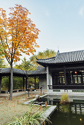 포토 JPG 주간 나무 공원 단풍 낙엽 자연 단풍나무 풍경 사람없음 야외 가을 수원 월화원 국내포토 자연요소 식물 계절 공공시설 잎 정원 생태계 경기도 파일형식