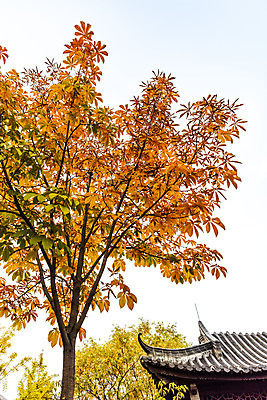 포토 JPG 주간 나무 공원 단풍 낙엽 자연 단풍나무 풍경 사람없음 야외 가을 수원 월화원 국내포토 자연요소 식물 계절 공공시설 잎 정원 생태계 경기도 파일형식