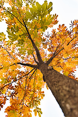 포토 JPG 주간 나무 공원 로우앵글 단풍 낙엽 자연 단풍나무 풍경 사람없음 야외 가을 수원 월화원 국내포토 자연요소 식물 계절 공공시설 뷰포인트 잎 정원 생태계 경기도 파일형식