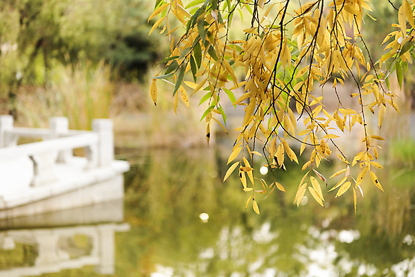 포토 JPG 주간 공원 호수 단풍 낙엽 자연 단풍나무 풍경 근접촬영 사람없음 야외 반사 가을 수원 월화원 국내포토 자연요소 나무 계절 공공시설 뷰포인트 잎 정원 생태계 경기도 파일형식