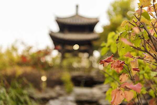 포토 JPG 주간 공원 단풍 낙엽 자연 단풍나무 풍경 근접촬영 사람없음 야외 아웃포커스 가을 정자 수원 월화원 국내포토 자연요소 나무 건축물 계절 공공시설 뷰포인트 잎 촬영기법 정원 생태계 경기도 파일형식