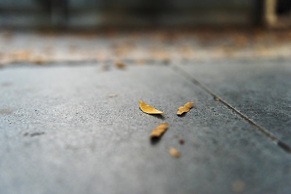 포토 JPG 주간 공원 단풍 낙엽 자연 나뭇잎 풍경 근접촬영 사람없음 야외 가을 수원 월화원 국내포토 자연요소 계절 공공시설 뷰포인트 잎 정원 생태계 경기도 파일형식