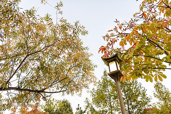 포토 JPG 주간 나무 공원 로우앵글 단풍 낙엽 자연 단풍나무 전등 풍경 사람없음 야외 가을 수원 월화원 국내포토 자연요소 식물 계절 공공시설 뷰포인트 잎 조명 정원 생태계 경기도 파일형식