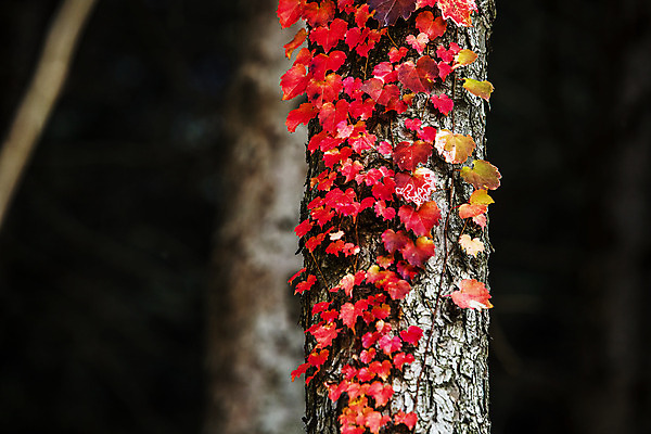 포토 JPG 주간 여행 단풍 자연 산 한국 풍경 근접촬영 사람없음 야외 아웃포커스 관광지 가을 덩굴 경기도 국내여행 파주 감악산 국내포토 자연요소 식물 계절 아시아 뷰포인트 잎 촬영기법 생태계 파일형식