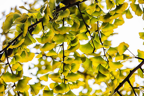 포토 JPG 주간 여행 단풍 자연 산 한국 풍경 사람없음 야외 관광지 가을 은행잎 경기도 국내여행 파주 감악산 국내포토 자연요소 계절 아시아 잎 생태계 파일형식