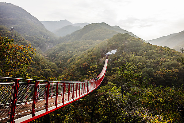 포토 JPG 주간 여행 단풍 자연 산 한국 풍경 여러명 야외 관광지 여행객 가을 경기도 국내여행 출렁다리 파주 감악산 국내포토 자연요소 계절 아시아 다수 잎 사람 다리_건축물 생태계 파일형식
