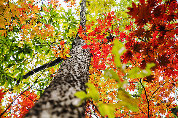 포토 JPG 주간 로우앵글 여행 단풍 자연 단풍나무 산 한국 풍경 사람없음 야외 관광지 가을 경기도 국내여행 파주 감악산 국내포토 자연요소 나무 계절 아시아 뷰포인트 잎 생태계 파일형식