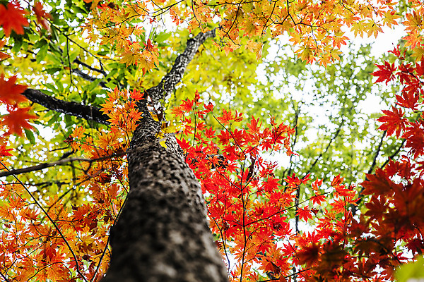 포토 JPG 주간 로우앵글 여행 단풍 자연 단풍나무 산 한국 풍경 사람없음 야외 관광지 가을 경기도 국내여행 파주 감악산 국내포토 자연요소 나무 계절 아시아 뷰포인트 잎 생태계 파일형식