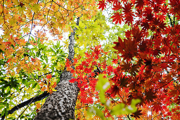 포토 JPG 주간 로우앵글 여행 단풍 자연 단풍나무 산 한국 풍경 사람없음 야외 관광지 가을 경기도 국내여행 파주 감악산 국내포토 자연요소 나무 계절 아시아 뷰포인트 잎 생태계 파일형식