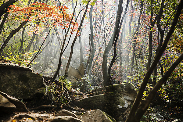 포토 JPG 주간 여행 단풍 자연 산 한국 풍경 사람없음 야외 관광지 가을 바위 경기도 국내여행 파주 감악산 국내포토 자연요소 계절 아시아 잎 돌_바위 생태계 파일형식