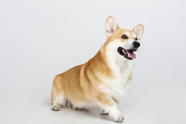 포토 JPG 스튜디오촬영 동물 한마리 응시 반려견 실내 사람없음 옆모습 반려동물 귀여움 개 강아지 흰배경 반려 웰시코기 국내포토 1 시선 뷰포인트 백그라운드 컨셉 포유류 내부 흰색 파일형식