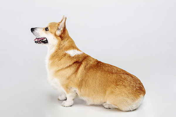 포토 JPG 스튜디오촬영 동물 한마리 응시 반려견 실내 사람없음 옆모습 반려동물 귀여움 개 강아지 흰배경 반려 웰시코기 국내포토 1 시선 뷰포인트 백그라운드 컨셉 포유류 내부 흰색 파일형식