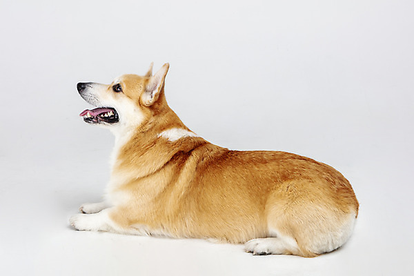 포토 JPG 스튜디오촬영 동물 한마리 응시 반려견 실내 사람없음 옆모습 반려동물 귀여움 개 강아지 흰배경 반려 웰시코기 국내포토 1 시선 뷰포인트 백그라운드 컨셉 포유류 내부 흰색 파일형식