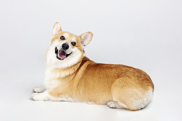 포토 JPG 스튜디오촬영 동물 한마리 응시 반려견 실내 사람없음 옆모습 반려동물 귀여움 개 강아지 흰배경 반려 웰시코기 국내포토 1 시선 뷰포인트 백그라운드 컨셉 포유류 내부 흰색 파일형식