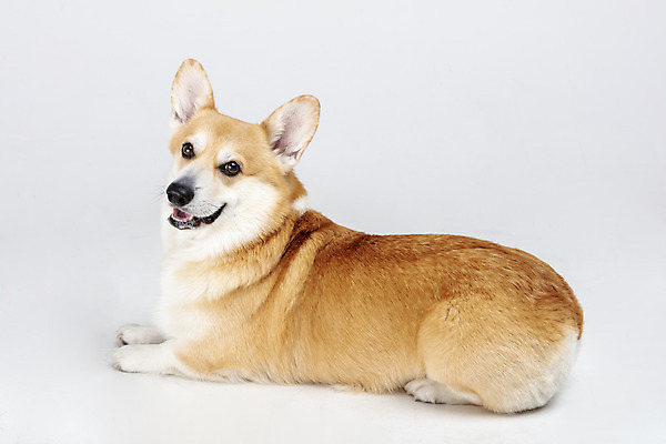 포토 JPG 스튜디오촬영 동물 한마리 응시 반려견 실내 사람없음 옆모습 반려동물 귀여움 개 강아지 흰배경 반려 웰시코기 국내포토 1 시선 뷰포인트 백그라운드 컨셉 포유류 내부 흰색 파일형식