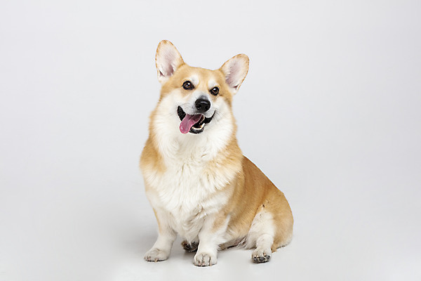 포토 JPG 스튜디오촬영 동물 한마리 반려견 실내 사람없음 앞모습 반려동물 귀여움 개 강아지 흰배경 반려 웰시코기 국내포토 1 뷰포인트 백그라운드 컨셉 포유류 내부 흰색 파일형식