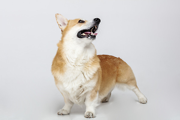 포토 JPG 스튜디오촬영 동물 한마리 응시 반려견 실내 사람없음 옆모습 반려동물 귀여움 개 강아지 흰배경 반려 웰시코기 국내포토 1 시선 뷰포인트 백그라운드 컨셉 포유류 내부 흰색 파일형식