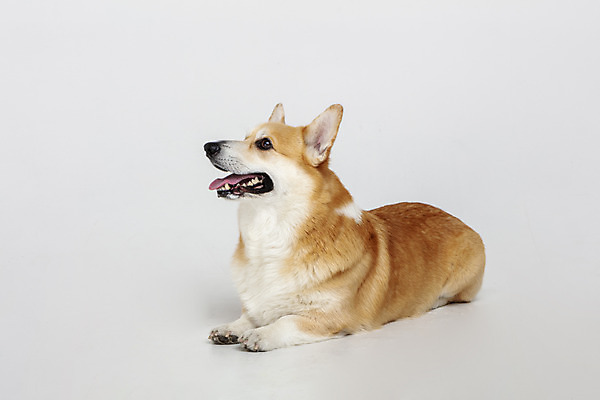 포토 JPG 스튜디오촬영 동물 한마리 응시 반려견 실내 사람없음 옆모습 반려동물 귀여움 개 강아지 흰배경 반려 웰시코기 국내포토 1 시선 뷰포인트 백그라운드 컨셉 포유류 내부 흰색 파일형식