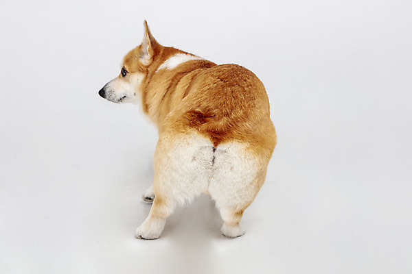 포토 JPG 스튜디오촬영 동물 한마리 반려견 실내 사람없음 뒷모습 반려동물 귀여움 개 강아지 흰배경 반려 웰시코기 국내포토 1 뷰포인트 백그라운드 컨셉 포유류 내부 흰색 파일형식